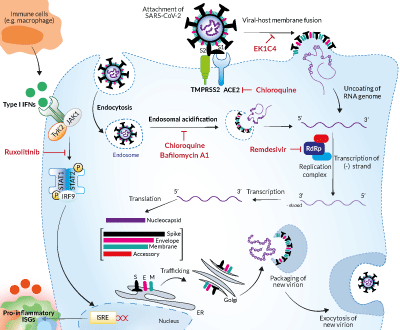 Targets of COVID-19-Related inhibitors