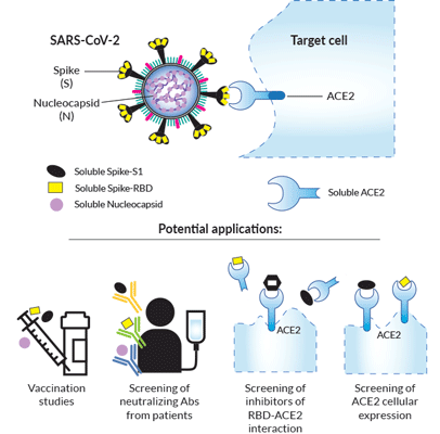 Potential applications of soluble spike and human ACE2 proteins