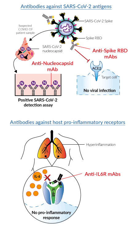 Major molecules in sars-cov-2