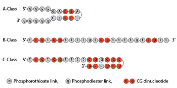 CpG-ODN Classes