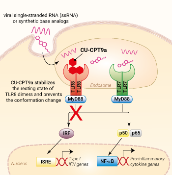 Inhibition of TLR8 signaling by CU-CPT9a