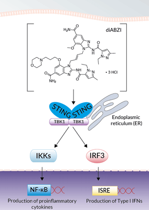 Activation of STING by diABZI