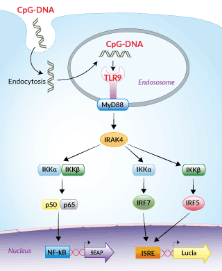 Reporter systems in THP1-Dual™ hTLR9 cells