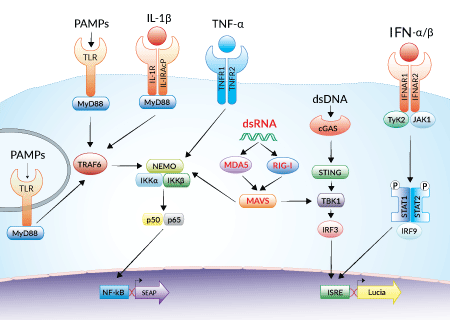 Reporter systems in THP1-Dual™-derived cells