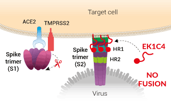 Inhibition of Spike-mediated cell fusion by EK1C4