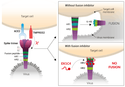 ek1c4 mode of action