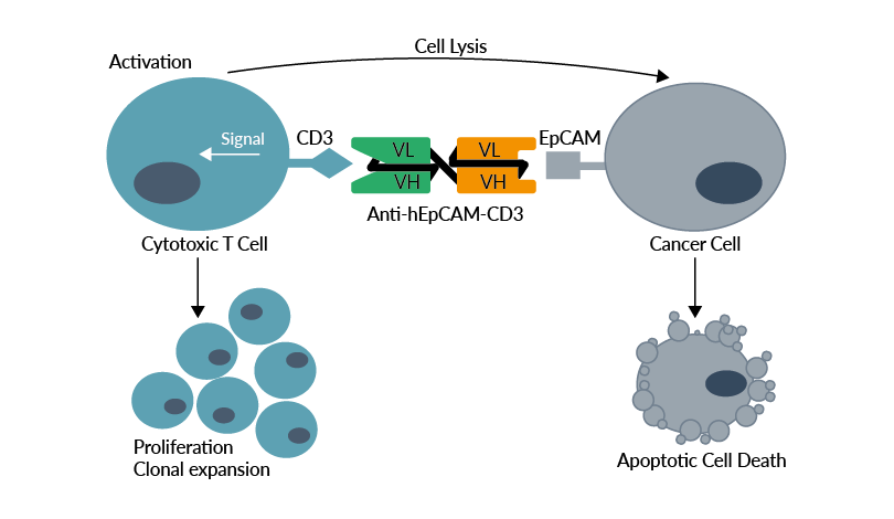 Bispecific antibody against human EpCAM and human CD3