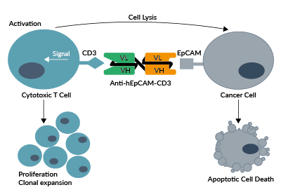 Anti-hEpCAM-CD3 binds to hCD3 on T cells and to hEpCAM on cancer cells