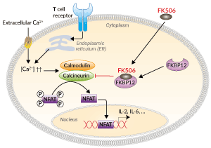 Calcineurin inhibition by FK506