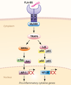 TLR5 activation with FLA-BS