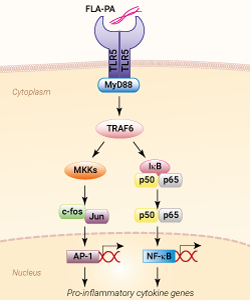 TLR5 activation with FLA-PA