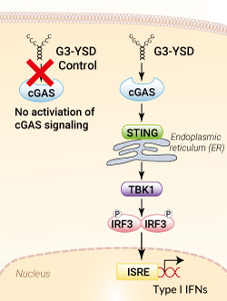 No cGAS activation with G3-YSD Control