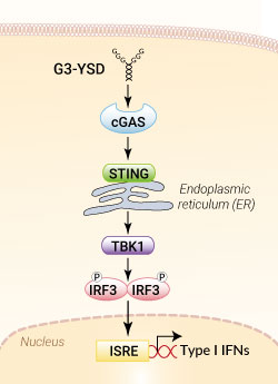 cGAS activation with G3-YSD