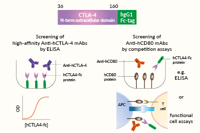 Potential applications of soluble hCTLA4-Fc protein