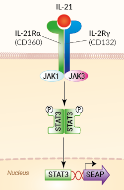 Signaling pathway in HEK-Blue™ IL-21 cells