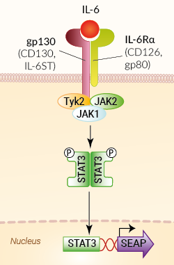 Signaling pathway in HEK-Blue™ IL-6 cells