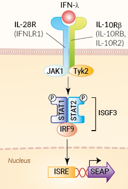 Signaling pathway in HEK-Blue™ IFN-λ Cells