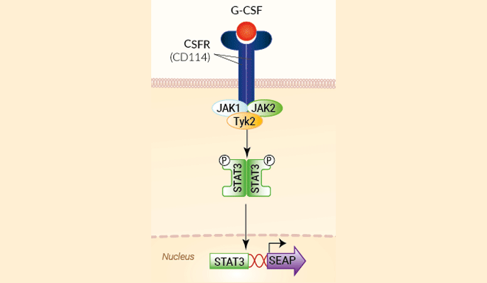 G-CSF Reporter HEK 293 Cells