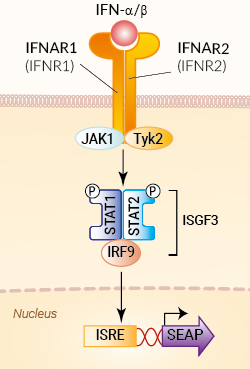 Signaling pathway in HEK-Blue™ IFN-α/β cells