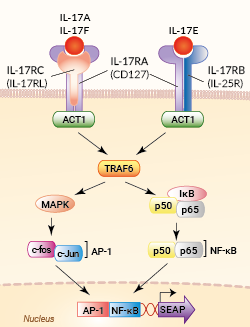 Signaling pathway in HEK-Blue™ IL-17 cells