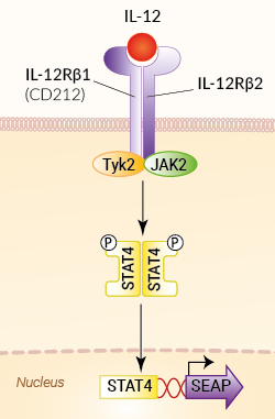 Signaling pathway in HEK-Blue™ IL-12 cells