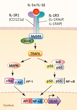 Signaling pathway in HEK-Blue™ IL-1β cells