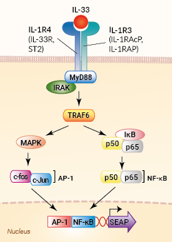 Signaling pathway in HEK-Blue™ IL-33 cells