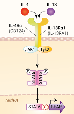 Signaling pathway in HEK-Blue™ IL-4/IL-13 cells