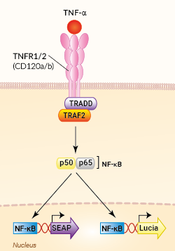 Signaling pathways in HEK-Blue-Lucia™ TNF-α cells