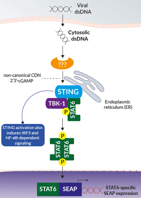 STING-dependent STAT6 activation in HEK-Blue™ STAT6-hSTING-R232 cells