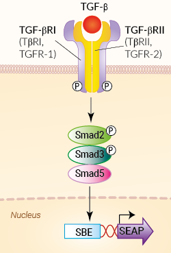 Signaling pathway in HEK-Blue™ TGF-β cells