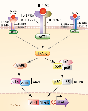 Signaling pathway in HEK-Blue™ IL-17C cells