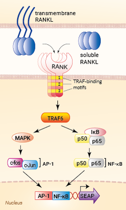 Signaling pathways in HEK-Blue™ RANKL cells