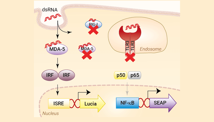 Engineered HEK-Dual™ RNA-Null cells