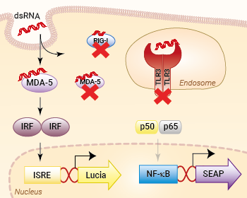 Signaling pathways in HEK-Dual™ RNA-hMDA5 cells