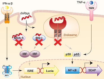 Engineered HEK-Dual™ RNA-Null cells