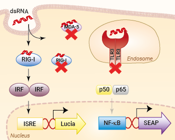 Signaling pathways in HEK-Dual™ RNA-hRIG-I cells