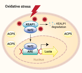 HEK-Lucia-Star™ ARE cells signaling pathway