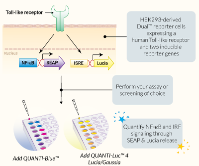 Signaling pathways in HEK-Dual™ TLR cells