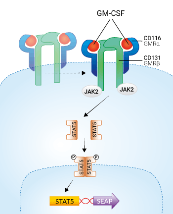 HEK-Blue™ GM-CSF Cells signaling pathway