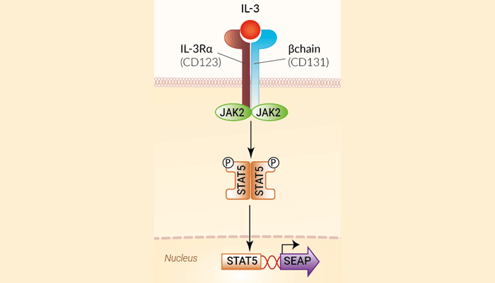 Signaling pathway in HEK-Blue™ IL-3 cells