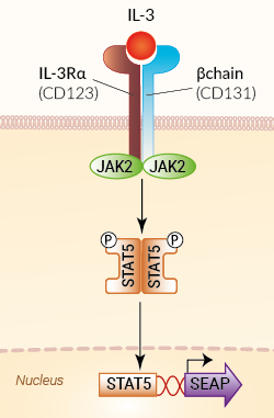 Signaling pathway in HEK-Blue™ IL-3 cells