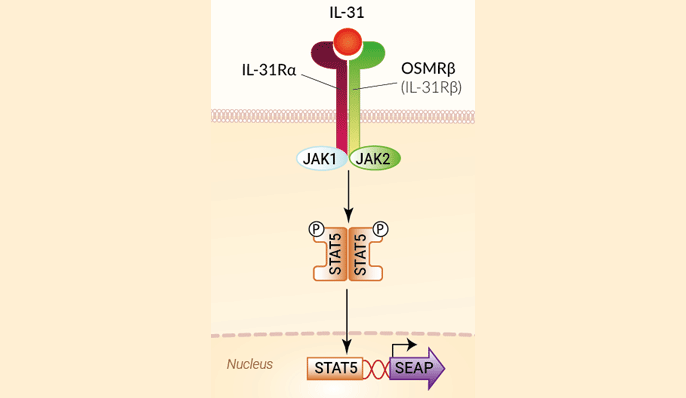 IL-31 Reporter HEK 293 Cells