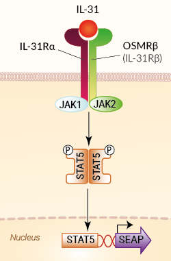 Signaling pathway in HEK-Blue™ IL-31 cells