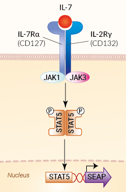 Signaling pathway in HEK-Blue™ IL-7 cells