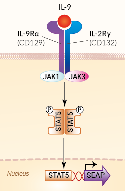 Signaling pathway in HEK-Blue™ IL-9 cells