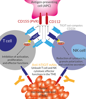 Blockade of TIGIT with Anti-hTIGIT mAbs