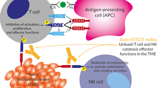  TIGIT in the context of immunotherapy