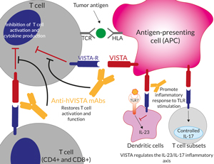 Blockade of VISTA with Anti-hVISTA mAbs