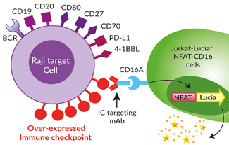 IC-expressing Raji cells in an ADCC assay 